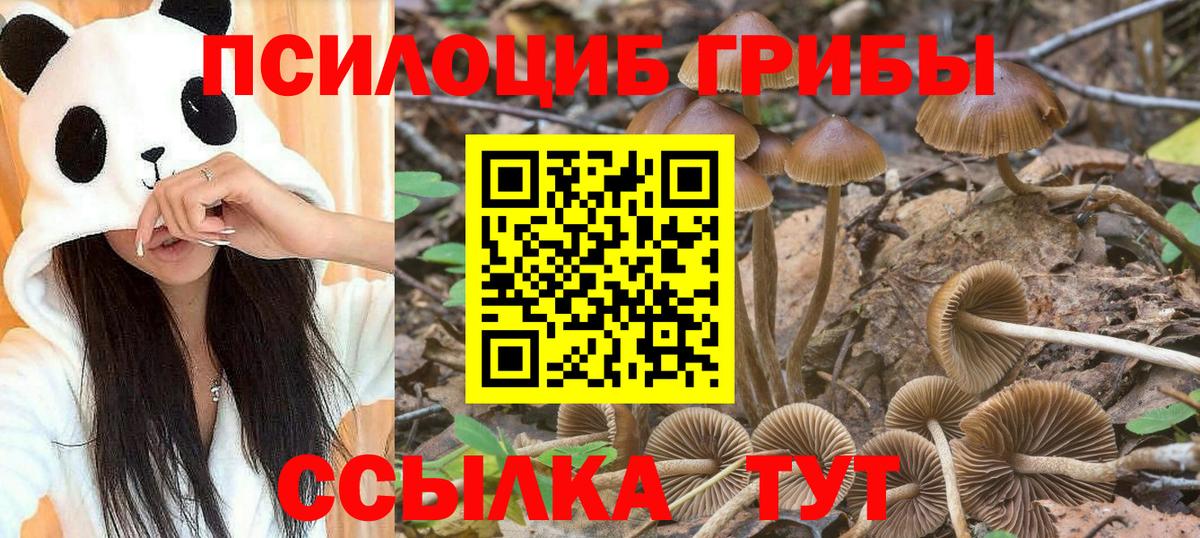 Гурьевск  Псилоцибиновые грибы мицелий  Вход с VPN 